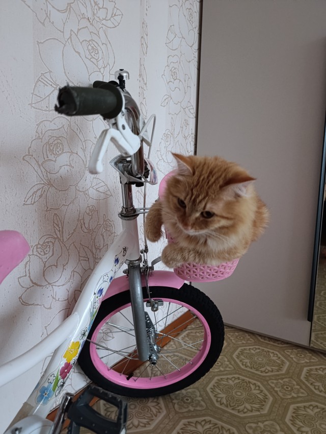 Котовторник 11.08.