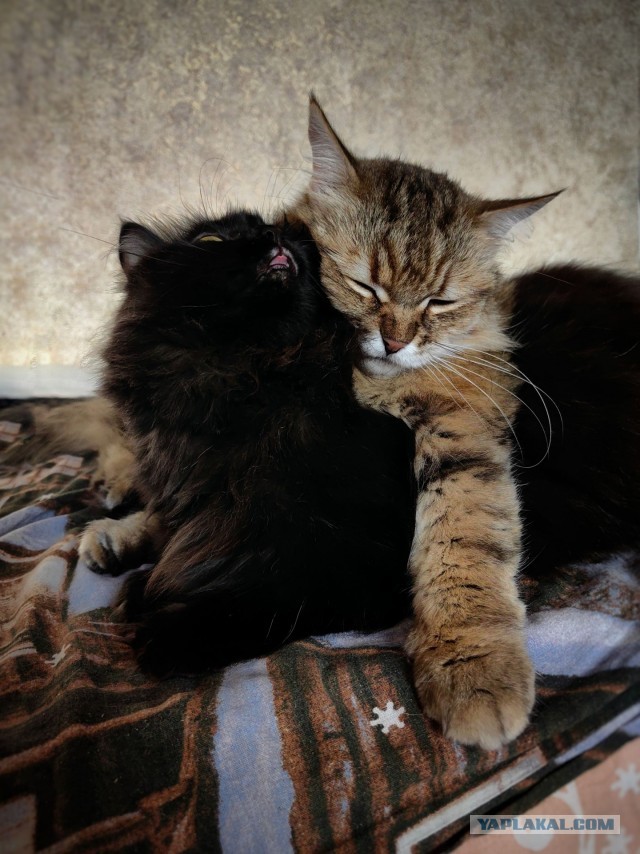 Фотки красивого кота.