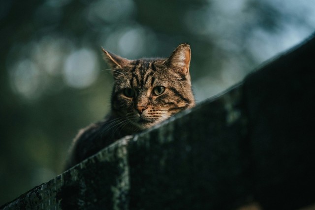 Убили котика