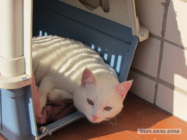 Котовторник 18.03.2014