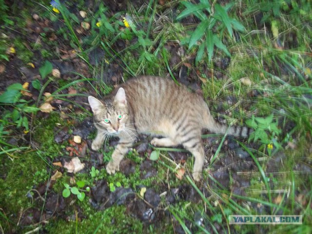 Жизнь домашнего приюта для котеек 18