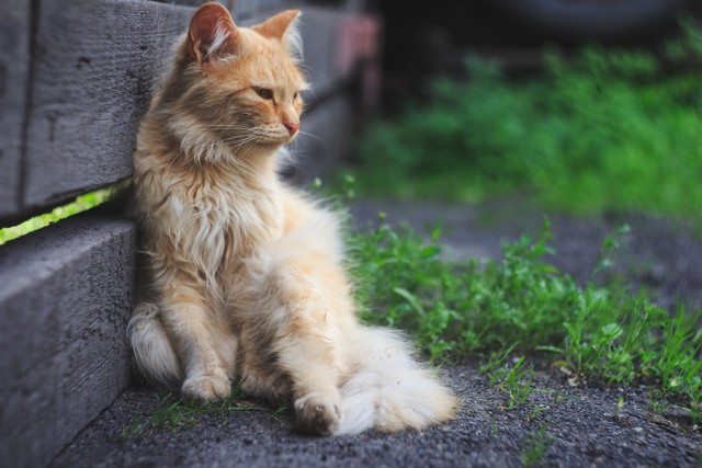 Котовторник 22.07.14