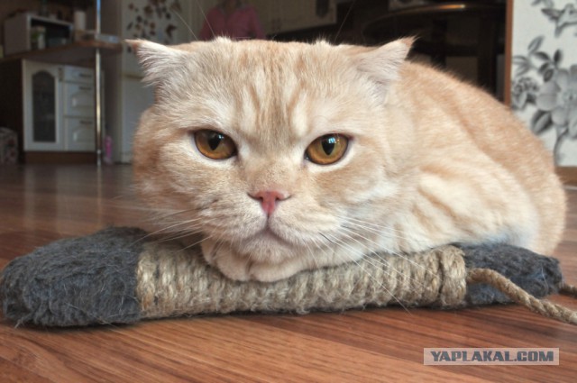 Котовторник 26.08.14.