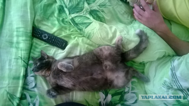 Котовторник 02.09.2014