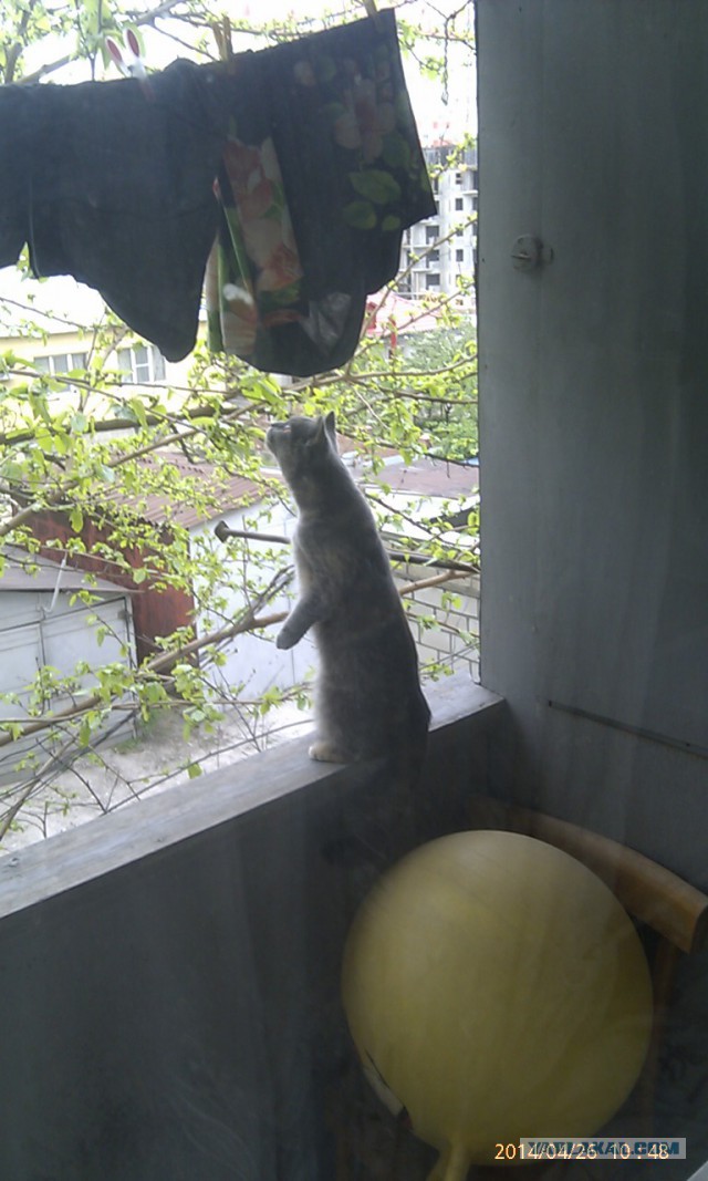 Котовторник 28.10.2014