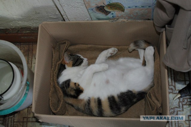 Котовторник 20.01.2015