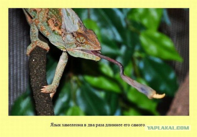 20 фактов обо всем
