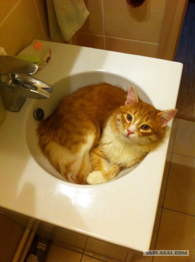 Котовторник 24.03.2015