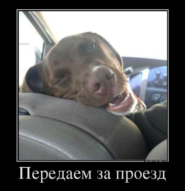 Собакофотоприколы
