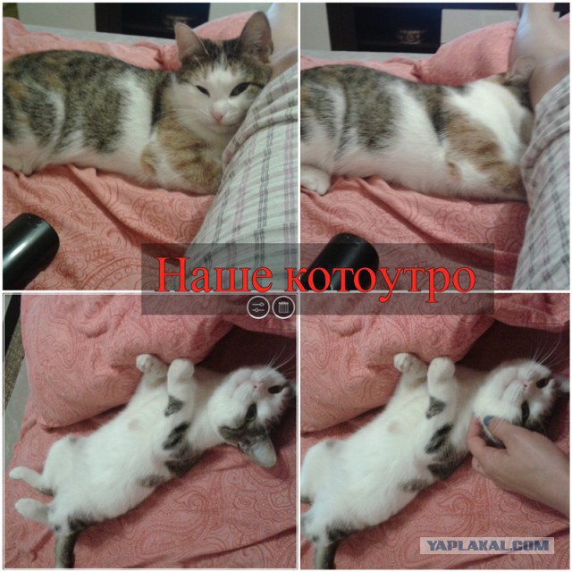 Котовторник 14.07.2015