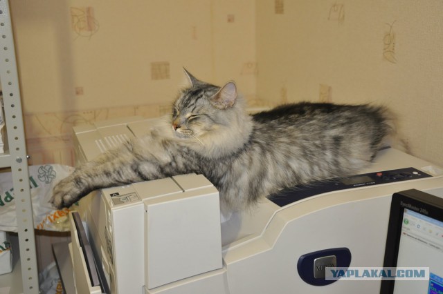 Котовторник  21.07.2015