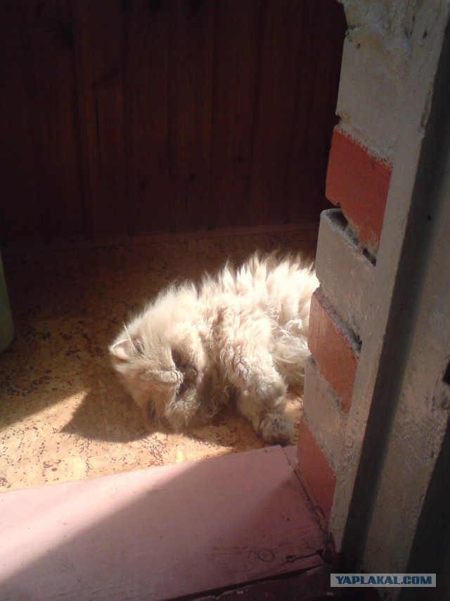 Котовторник 04.08.2015
