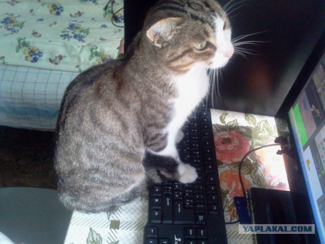 Котовторник 04.08.2015