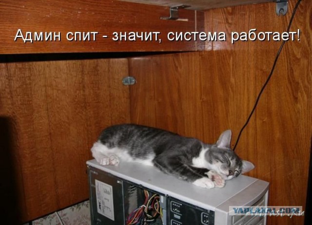 Как спят кошки....