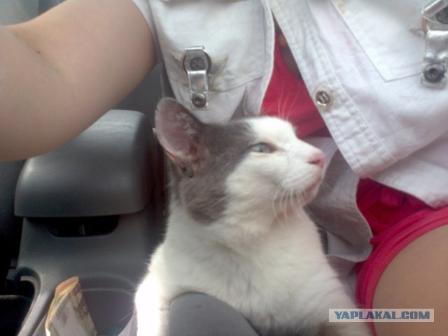Котовторник 29-09-2015,