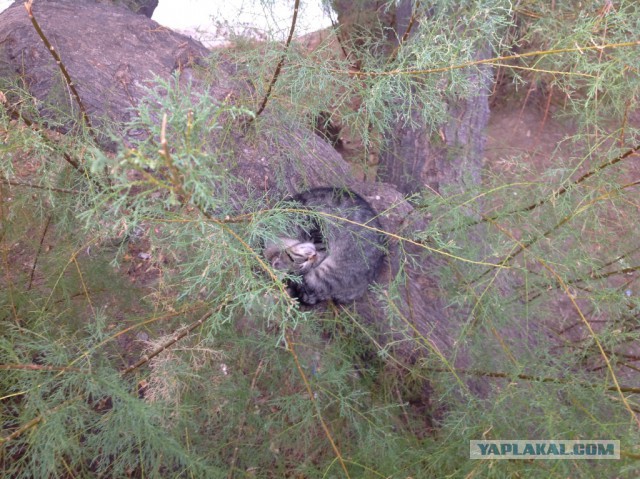 Котовторник 29-09-2015,