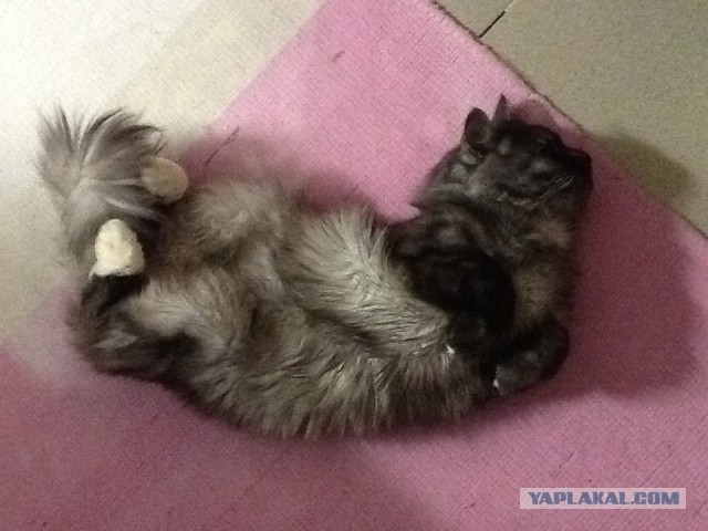 Котовторник 21.06.16