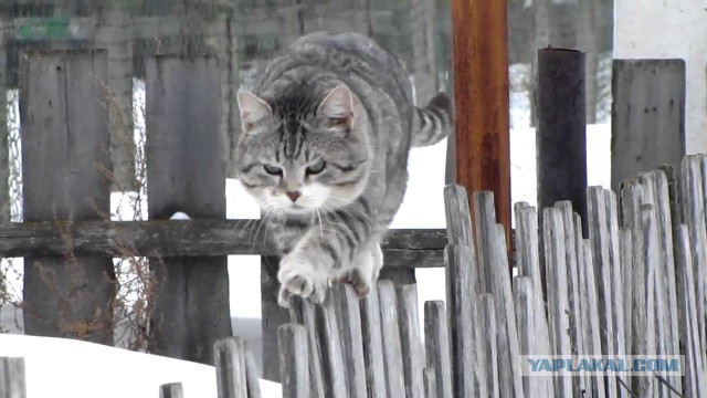 Заборная система "Антикот" в действии!
