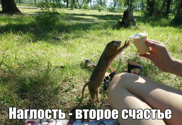 Подборка забавных животных