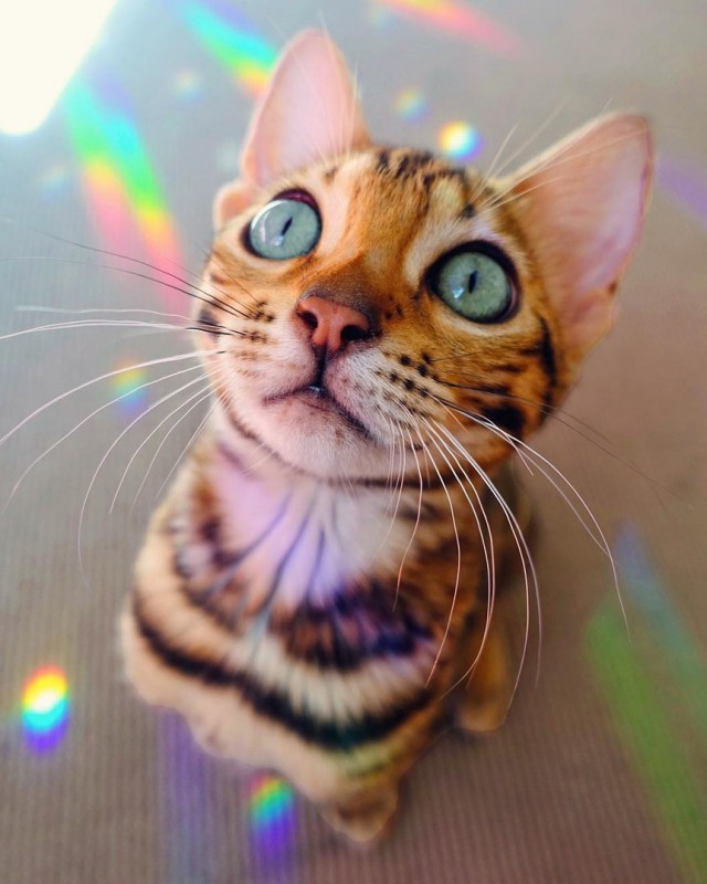 Коты и Кошки