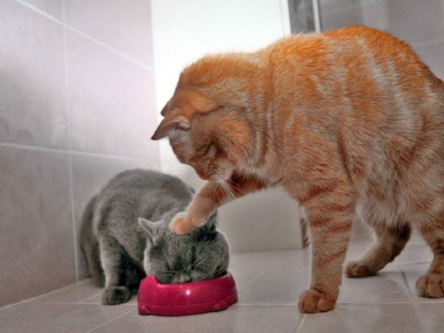 Коты. Отнюдь не ми-ми-ми.