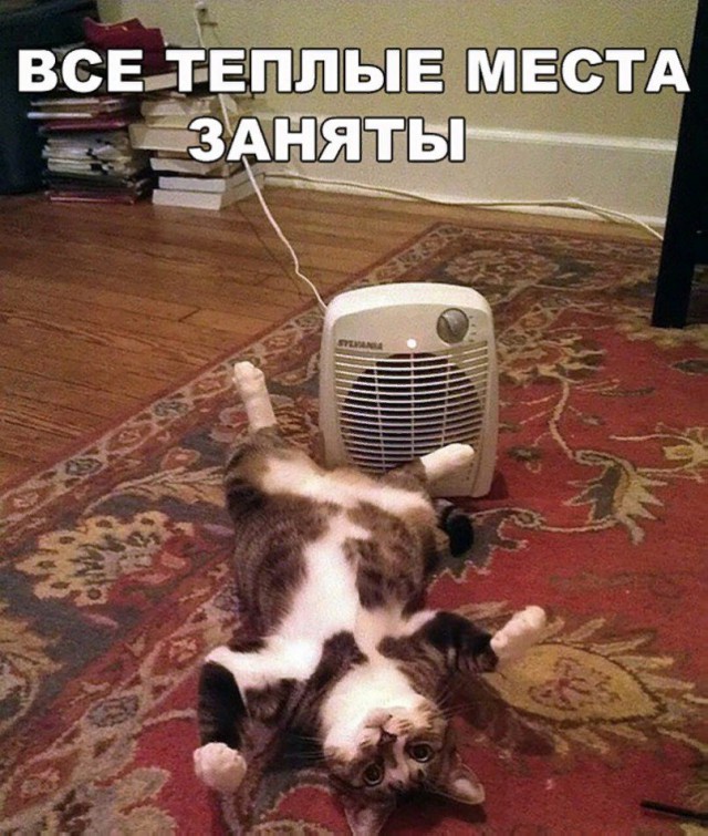 Коты и Кошки