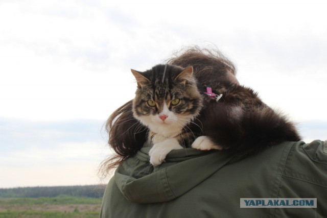 Своя родная кошка