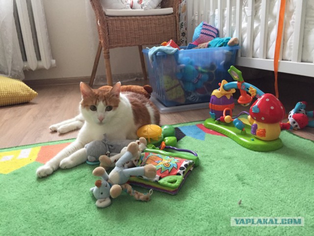 Котовторник 30.01.2018