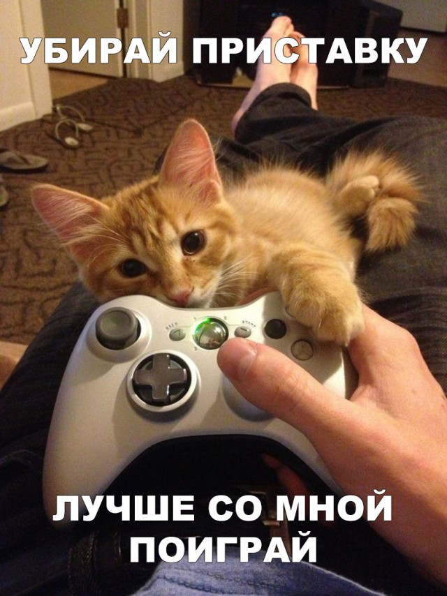 Прикольных котов пост