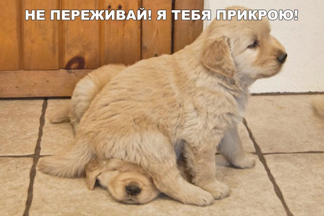 Живность из сети