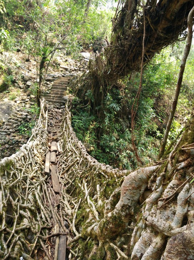 К живым мостам и обратно. Заметки из Индии