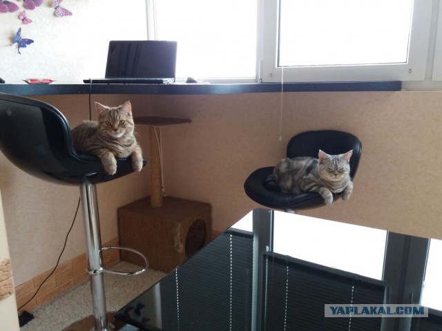 Кот без прикрас