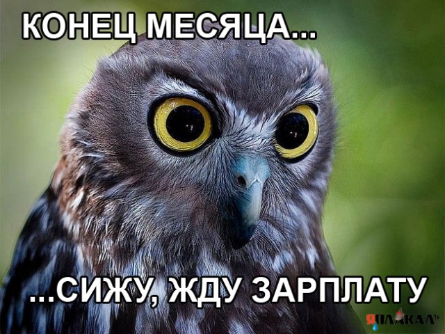 Конец месяца: сижу, жду зарплату!