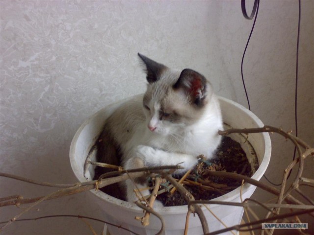 Ура, котовторник! (01.07.2008)