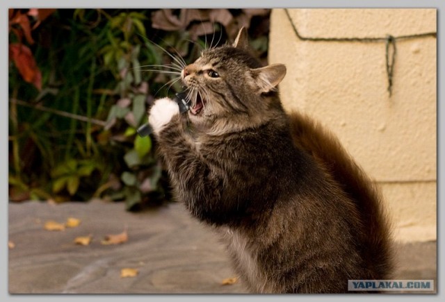 Коты на вторник на ЯПлакалъ (07.10.2008)