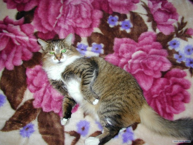 Котовторник уже сегодня!