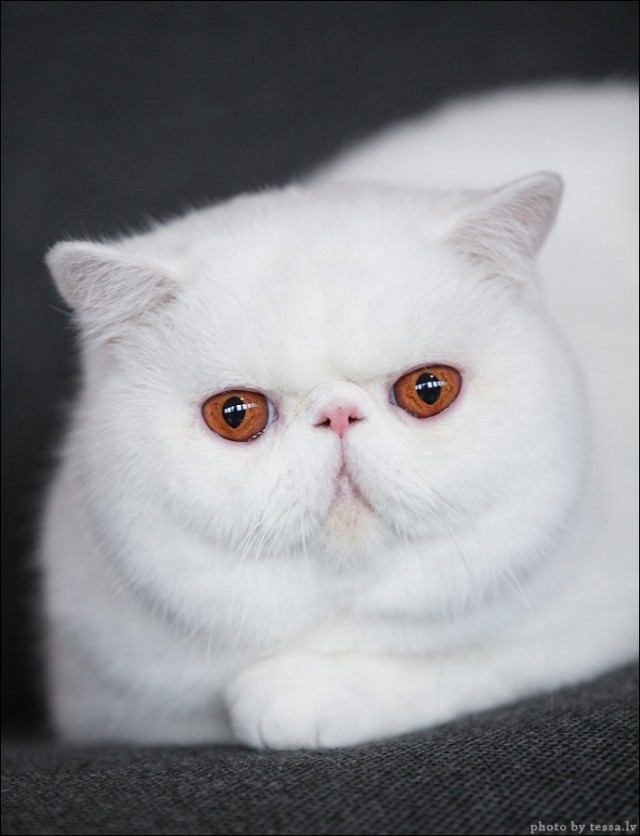 Котовторник! 08.11.11