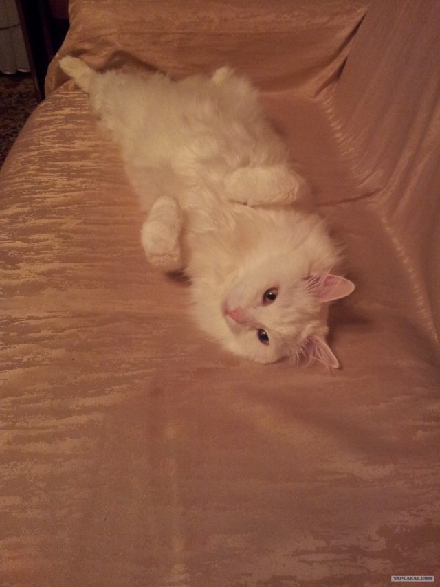 Котовторник! 13.03.2012