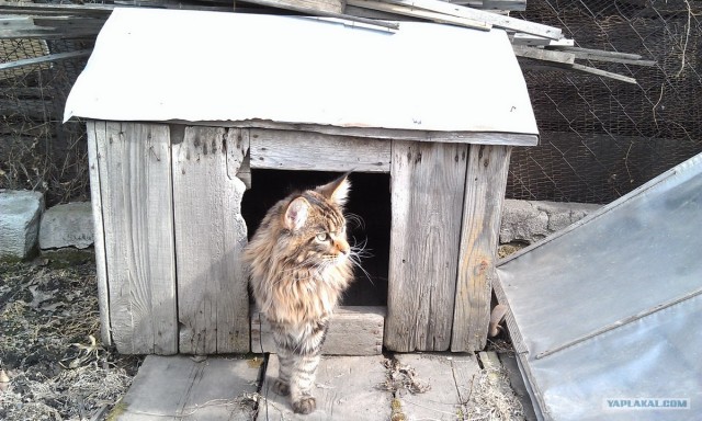 Котовторник 1 мая 2012
