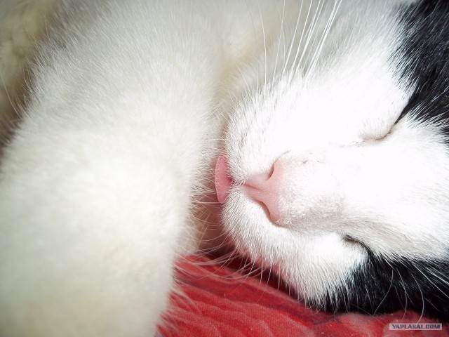 Котовторник 22.05.2012