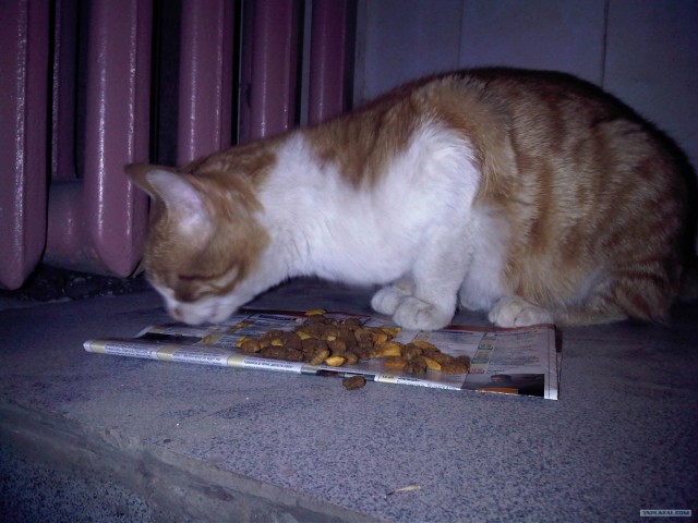 Бездомный котэ