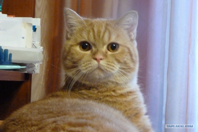 Котовторник 10. 07. 2012