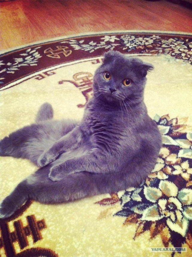 Ох уж эти коты :3