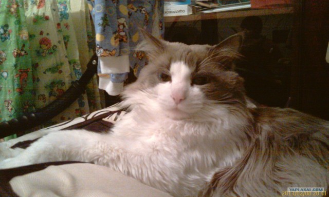 Котовторник 12.02.13