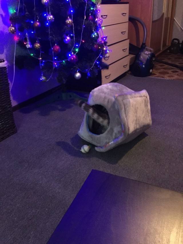 Прикольных котов пост