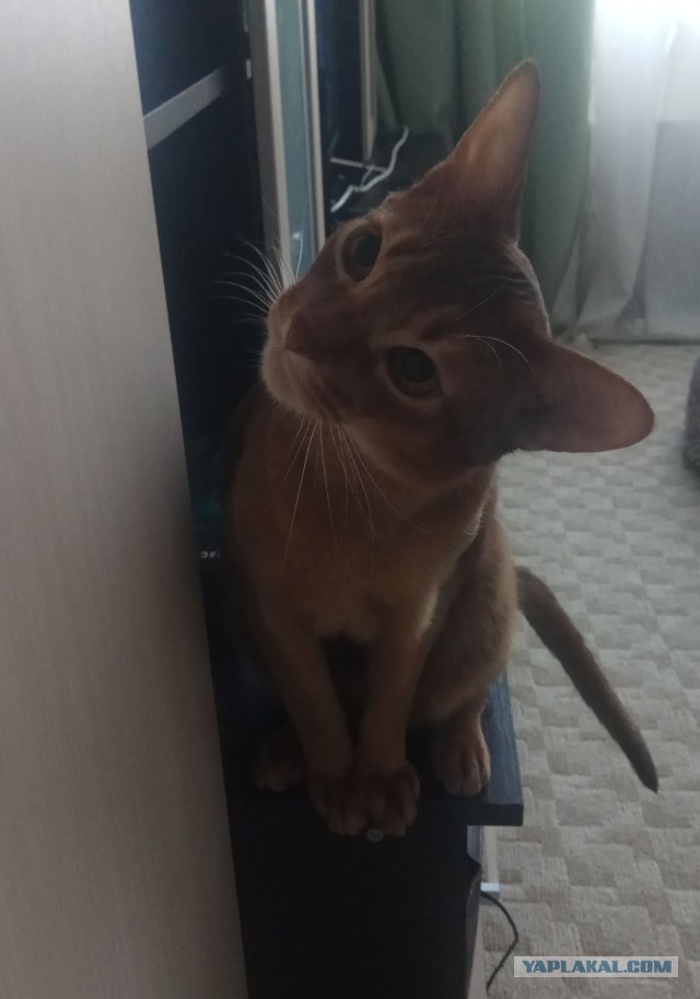 05.03.19 Котовторник же