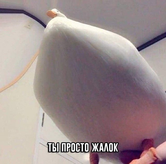 Картинки из ваших энторнетов