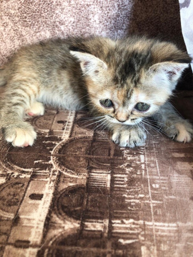 Забавные фото котеек