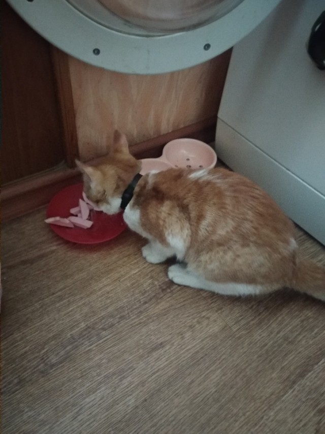 Забавные фото котеек