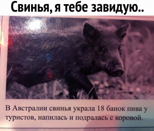 «Оборзели»: Стадо кабанов отобрало весь улов у рыбаков в Ленобласти